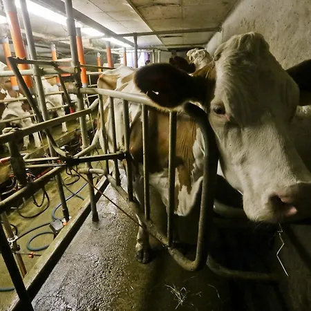 Maison Glaces & Cows