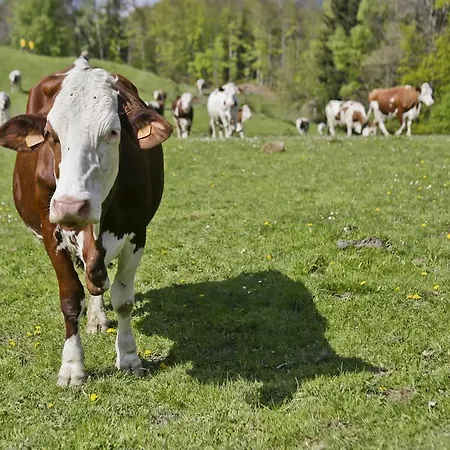 Farma Maison Glaces & Cows *
